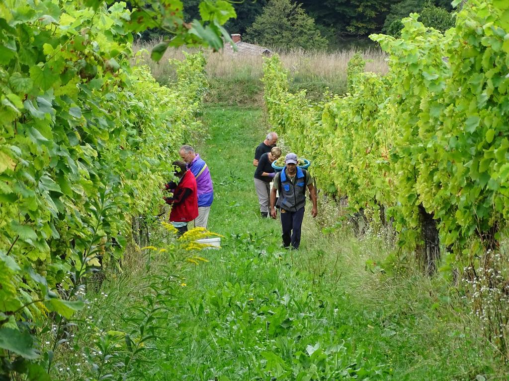Farm Stay Frank Ozmec Wine And Glamping Estate Ljutomer Kültér fotó