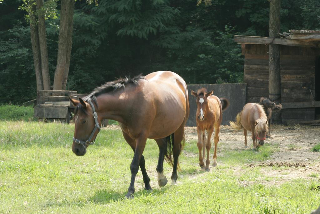 Farm Stay Frank Ozmec Wine And Glamping Estate Ljutomer Kültér fotó